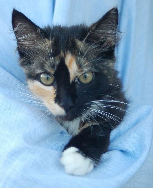 Malakeh The Tortoiseshell