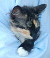 Malakeh The Tortoiseshell