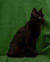 Melinda the Pretty Girl