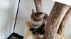 Deland Grey the Kitten