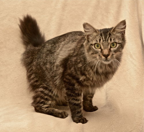 Deland Grey the Kitten