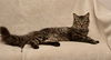 Deland Grey the Kitten