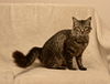 Deland Grey the Kitten