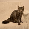 Deland Grey the Kitten