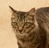 Deland Grey the Kitten