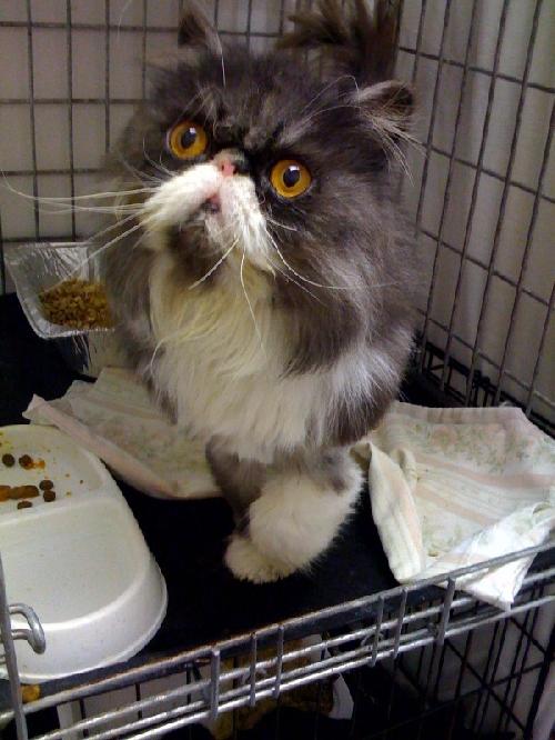 Persia The Persian