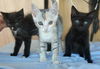 Alo the Kitten