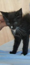 Alo the Kitten