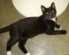 Alo the Kitten