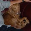 Violet the Catahoula Leopard Dog