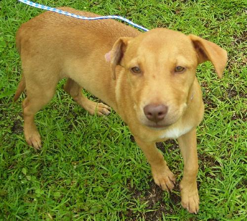 Yellow catahoula store