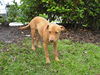 Fairlee the Catahoula Puppy