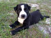 Leah the Life Loving Pup