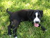 Leah the Life Loving Pup