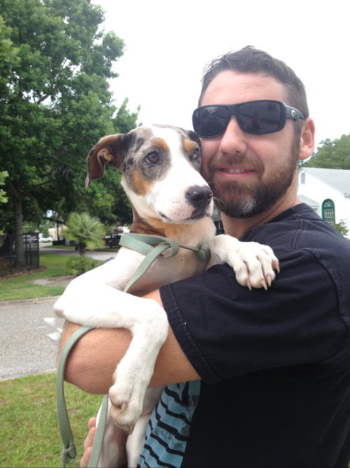 Lucy the Cattle dog Puppy