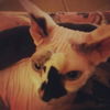 Fluffy the Declawed Sphynx
