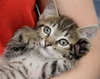 Comet the Kitten