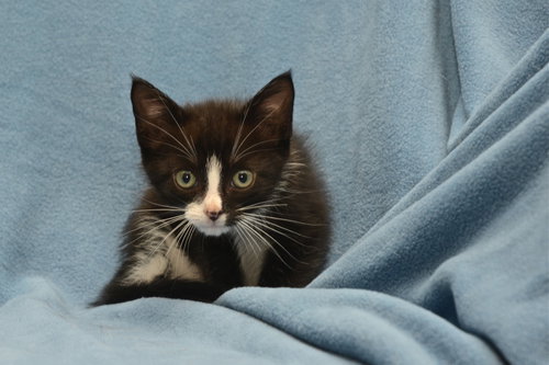 Lights the Kitten