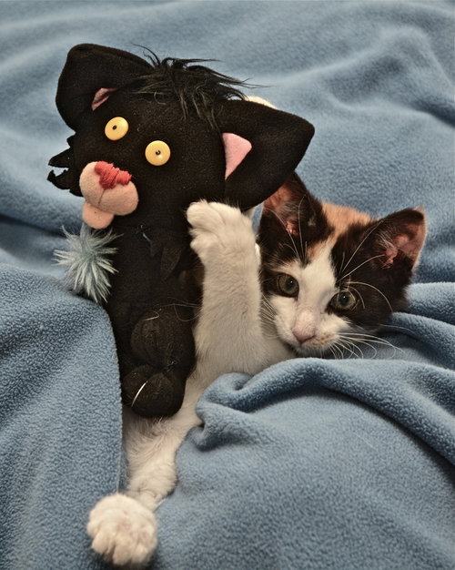 Ashley the Kitten