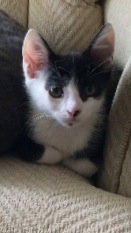 Max the Kitten