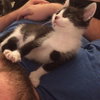 Max the Kitten