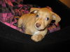 Sandpiper the Dachshund Blend Pup