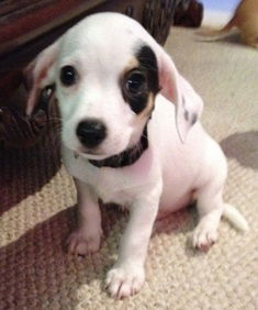 Walton the Tiny Dachsund Blend Pup