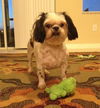 Buster the Ball Lovin' Senior Shih Tzu