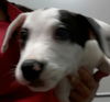 Patch the Playful Puppy