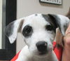 Patch the Playful Puppy