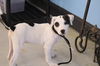 Patch the Playful Puppy