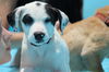 Patch the Playful Puppy