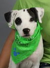 Patch the Playful Puppy
