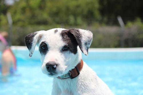 Patch the Playful Puppy