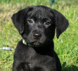 Damon the Black Lab Puppy