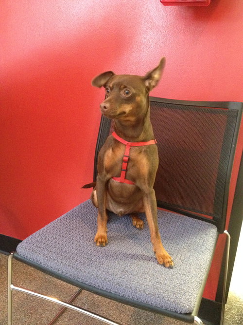 Cocoa