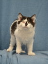 Kenny the Kitten