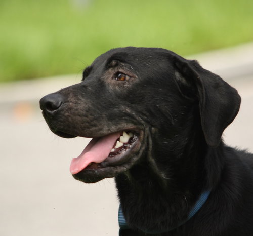 Annie the Lab pup