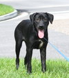 Annie the Lab pup