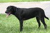 Annie the Lab pup