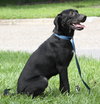 Annie the Lab pup