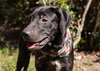 Annie the Lab pup
