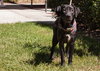 Annie the Lab pup