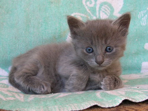 Sassy the Kitten