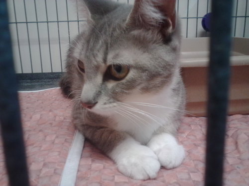 Molly Declawed