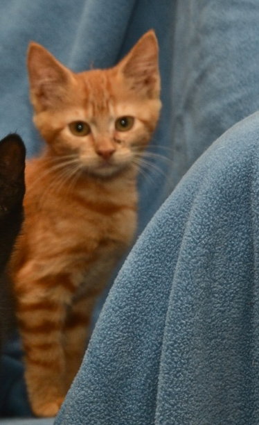 Rocket the Kitten