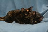 Bobbi the Bashful Kitten