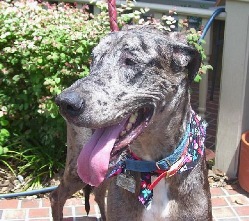 Katy the Great Dane