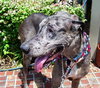 Katy the Great Dane
