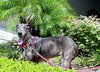 Katy the Great Dane